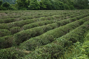 Plantation de thé